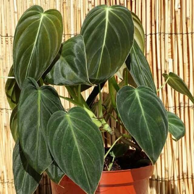 Phillodendron Melanochrysum