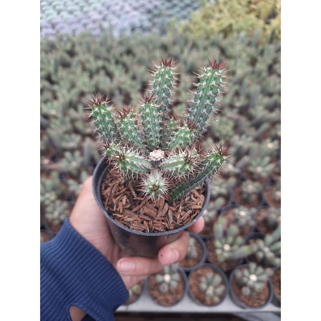 kaktus euphorbia baioensis