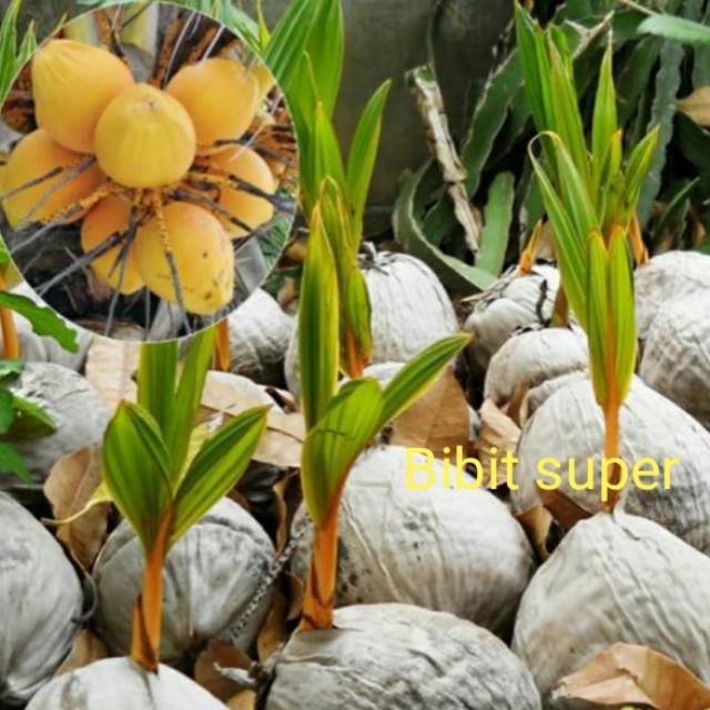 Bibit kelapa gading