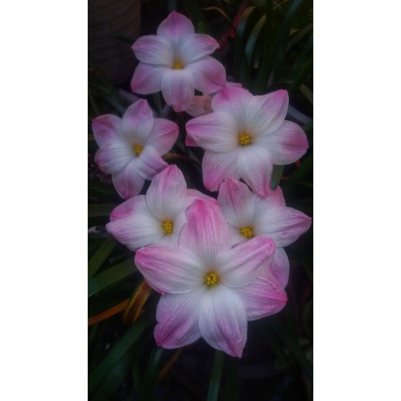 

Rainlily Lily Pies