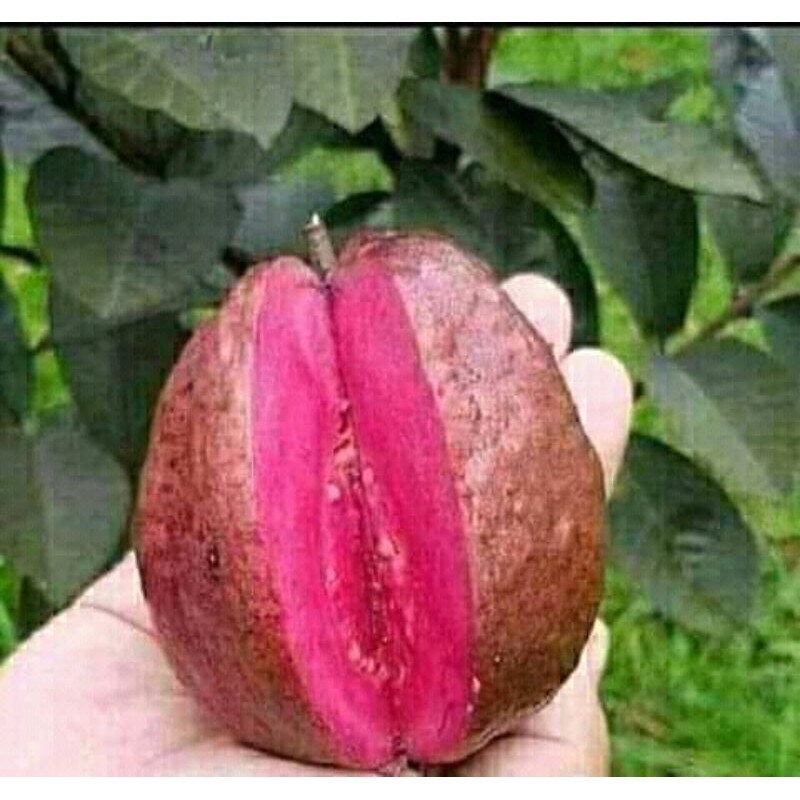 BIbit Jambu Kristal Merah Australia Super