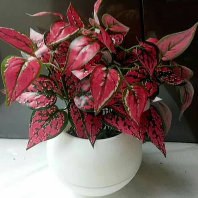 Artificial tanaman agronema dengan vas bulat import