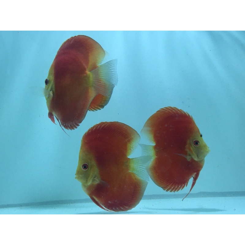 

Pakan iIkan Discus Red Melon HB