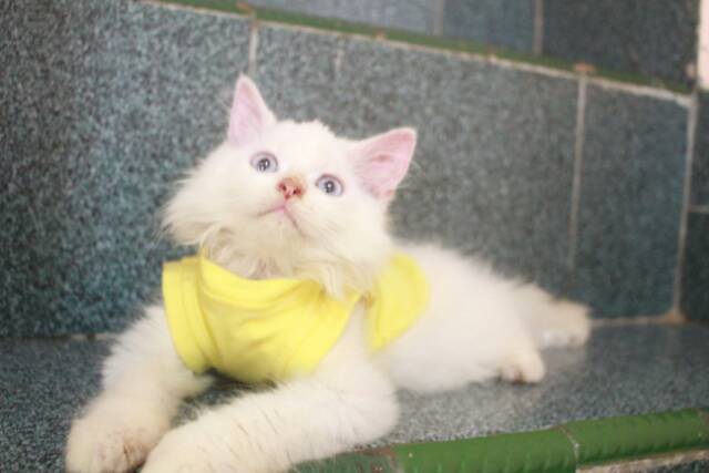 Kaos Simple polos Warna kuning lucu untuk kucing dan anjing size S M L XL (pilih size)