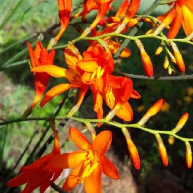 Benih Umbi Bunga Monbretien Crocosmia