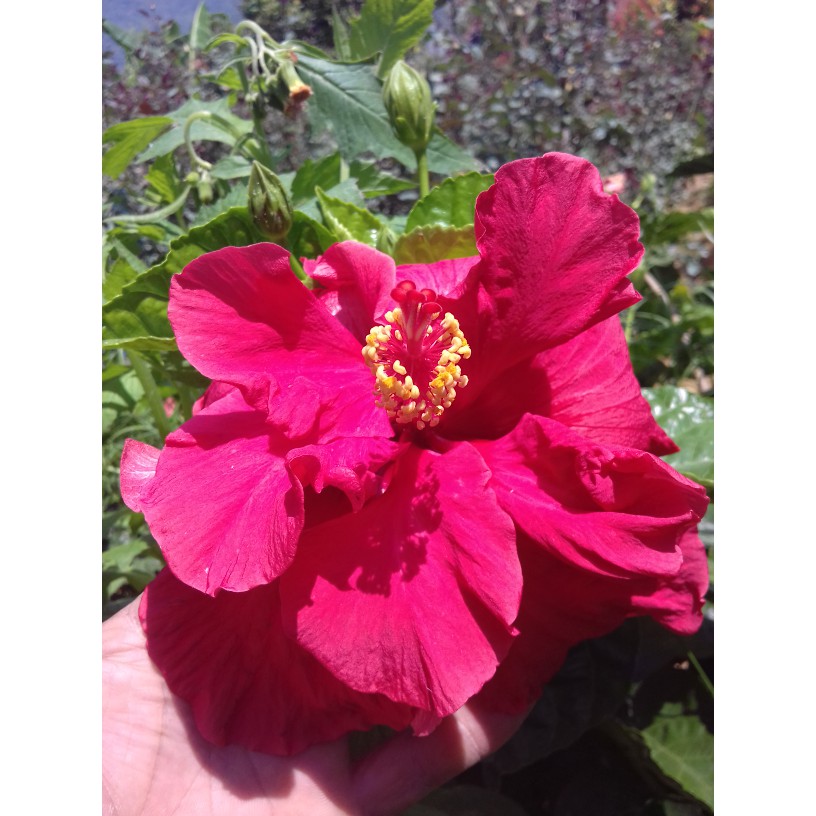 bibit tanaman hibiscus merah tumpuk