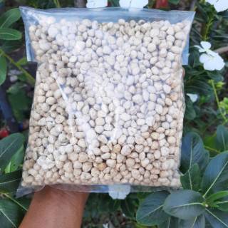 Jual Biji Kernel Kelor Kupas Gr Setengah Kg Shopee Indonesia