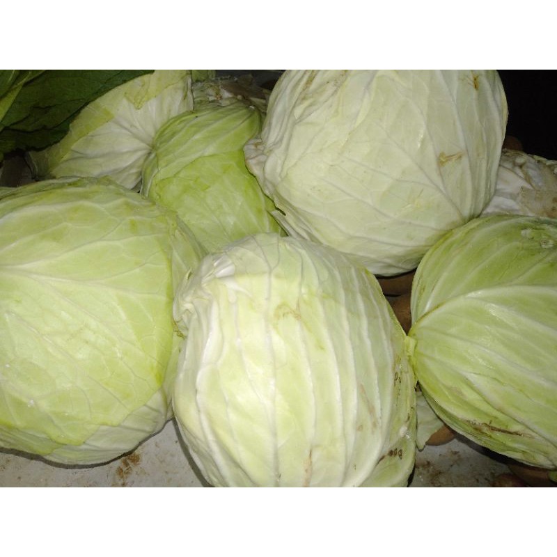 

SAYUR KOL (500gr)