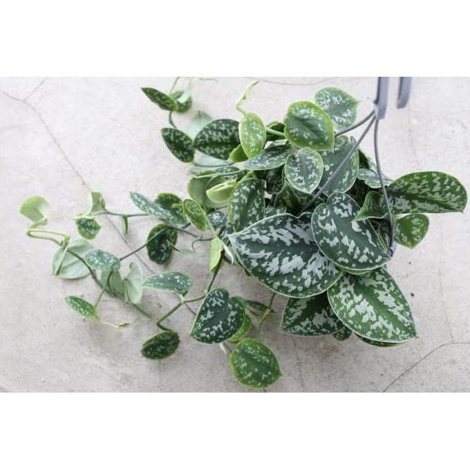 tanaman hias scindapsus / tanaman gantung scindapsus