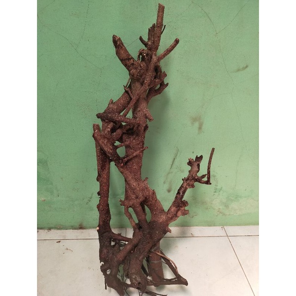 bahan dongkelan bonsai iprik besar berkakter