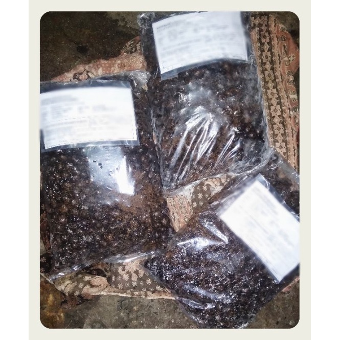 Biji bibit Karet PB 330 Unggul 500 biji