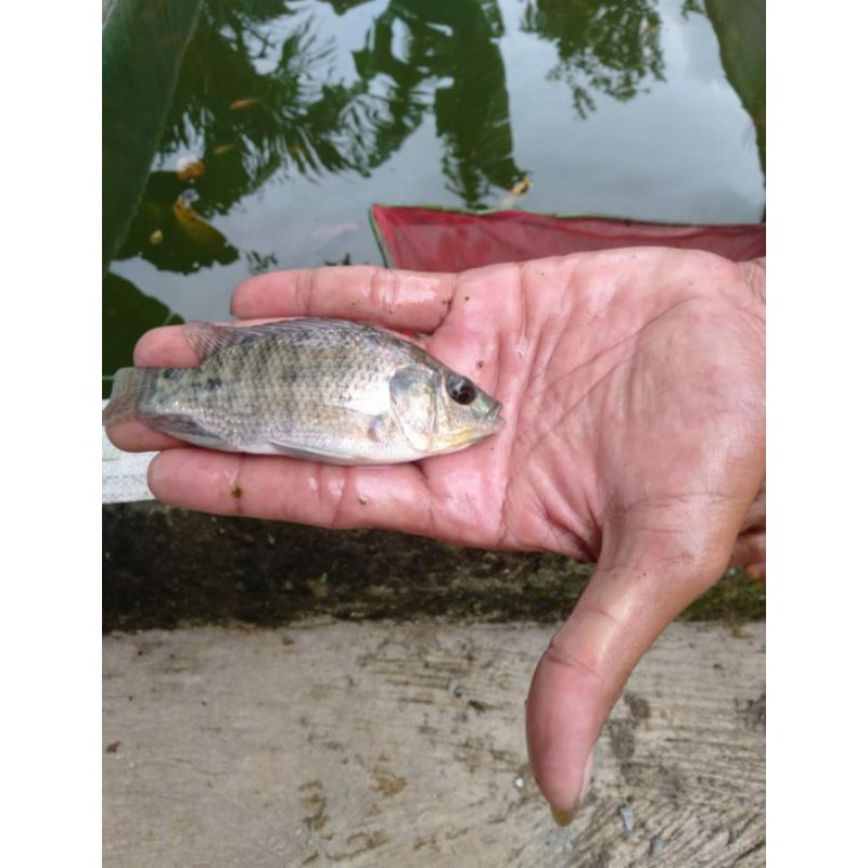 Bibit Ikan Nila Hitam Paket 50 ekor - Nila Hitam ukuran 2 jari - Bibit Ikan Nila - Bibit Ikan