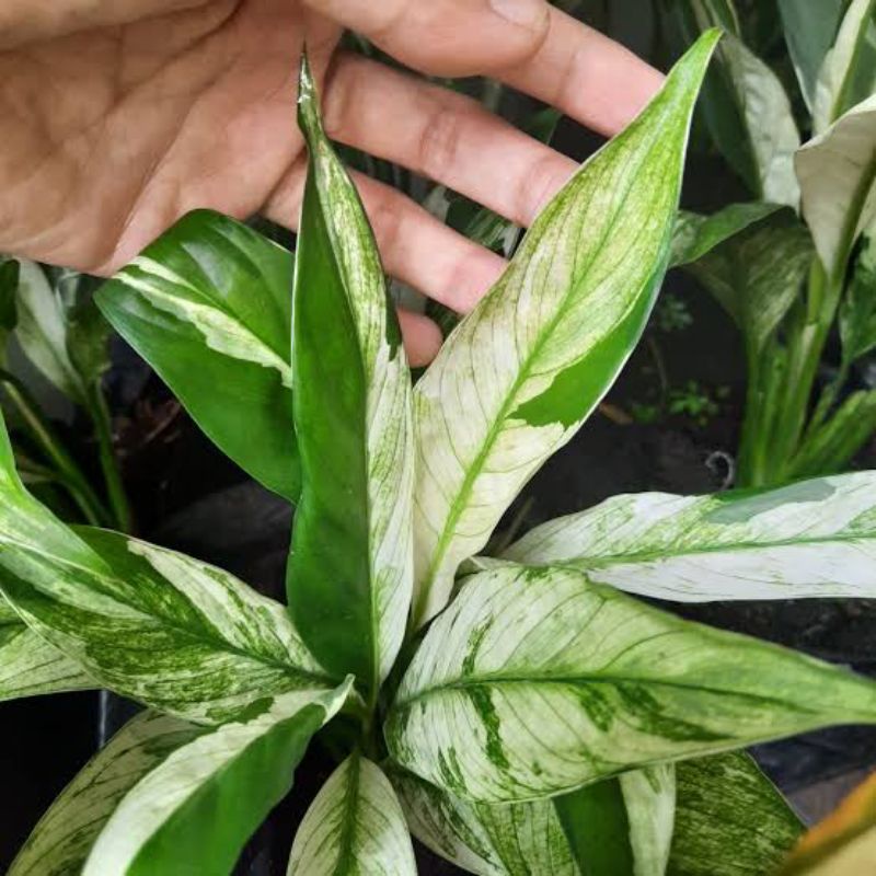 spathiphyllum varigata / tanaman hias sepatu film varigata / peach lily varigata