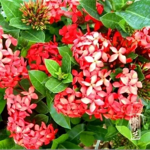 Tanaman hias soka bunga merah - soka tanaman