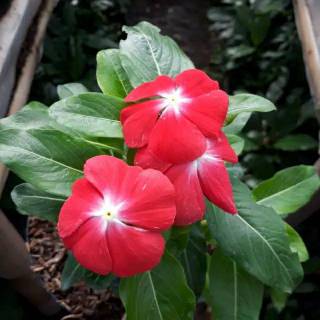 Bibit tanaman hias bunga vinca merah | Shopee Indonesia