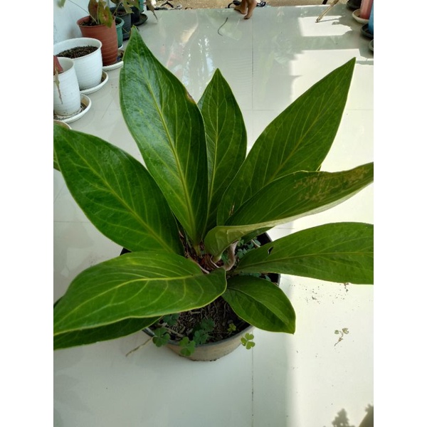 anturium jemani / jemani coptik (dewasa)