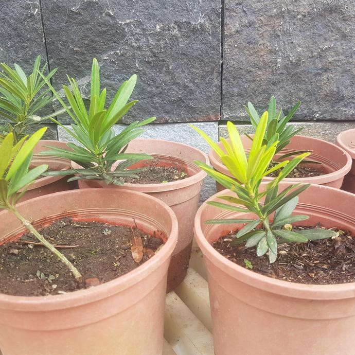 HOTSALE lohansung pucuk merah kecil