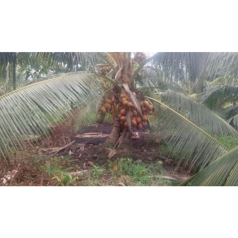 bibit kelapa hibrida genjah