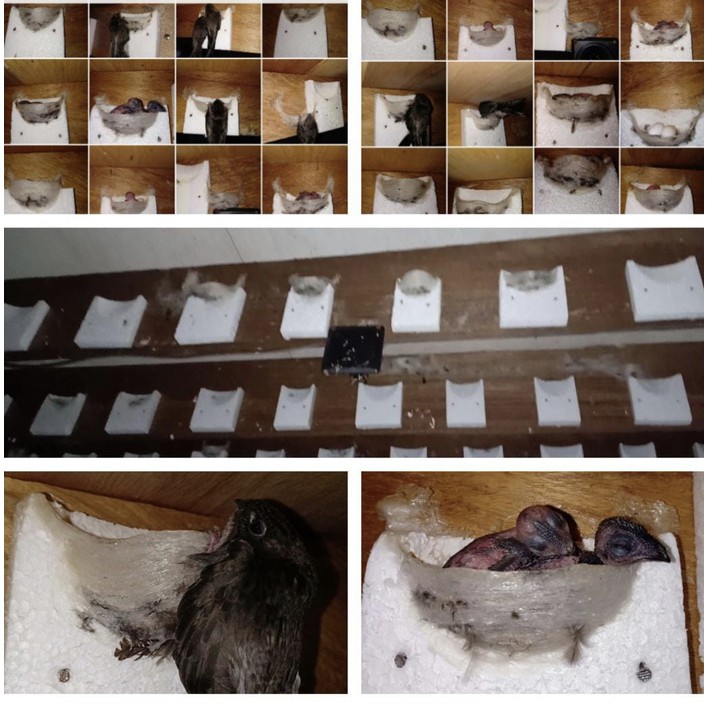 Sarang Walet Imitasi Sterefoam A/ fake nest / sarang imitasi /sarang walet palsu / sarang walet / St