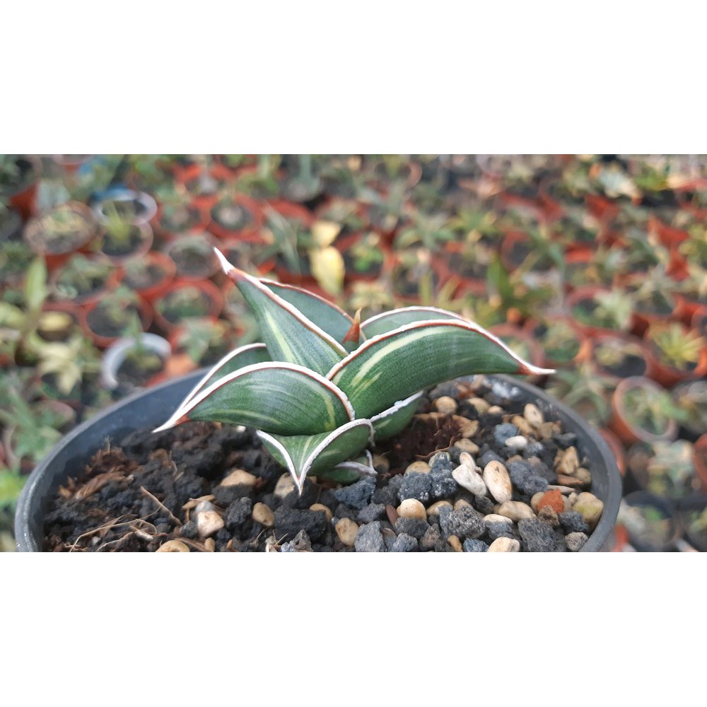 Sansevieria Rorida Varigata