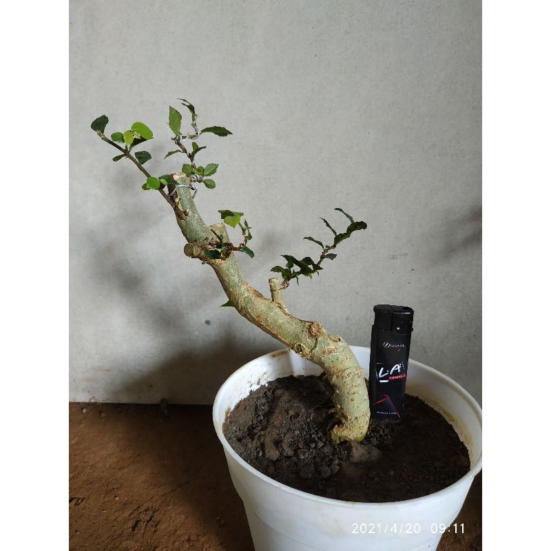 BONSAI SERUT BERKARAKTER / BAHAN BONSAI SERUT / BONSAI