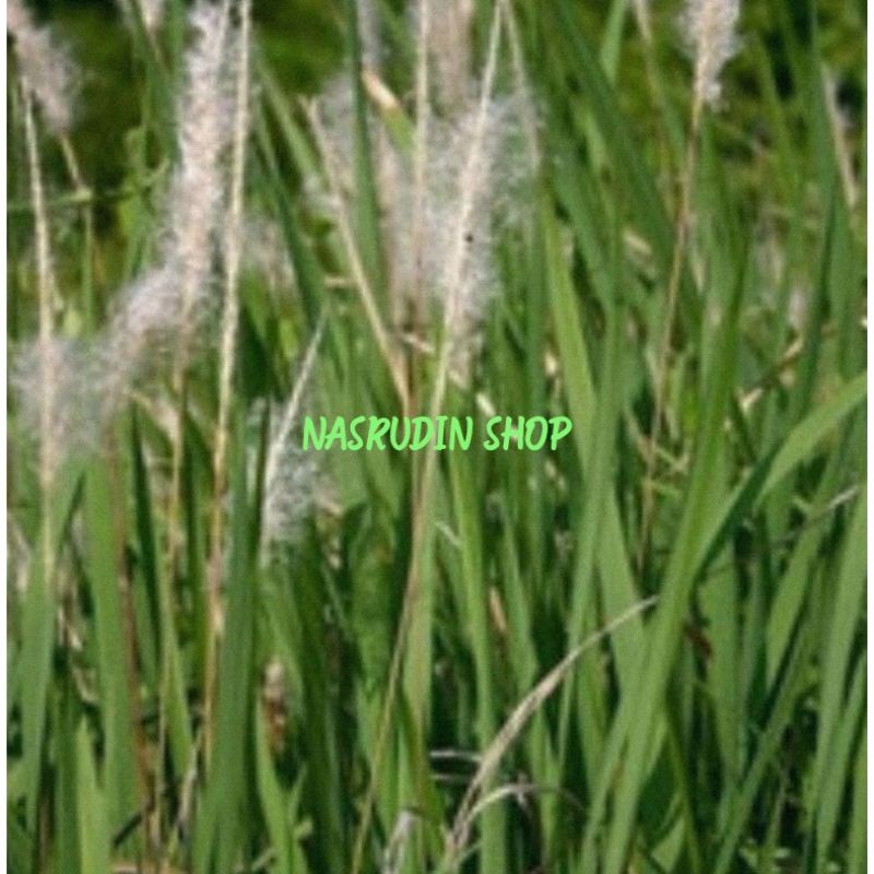 

DAUN ILALANG SEGAR / DAUN ALANG ALANG LANGSUNG PETIK