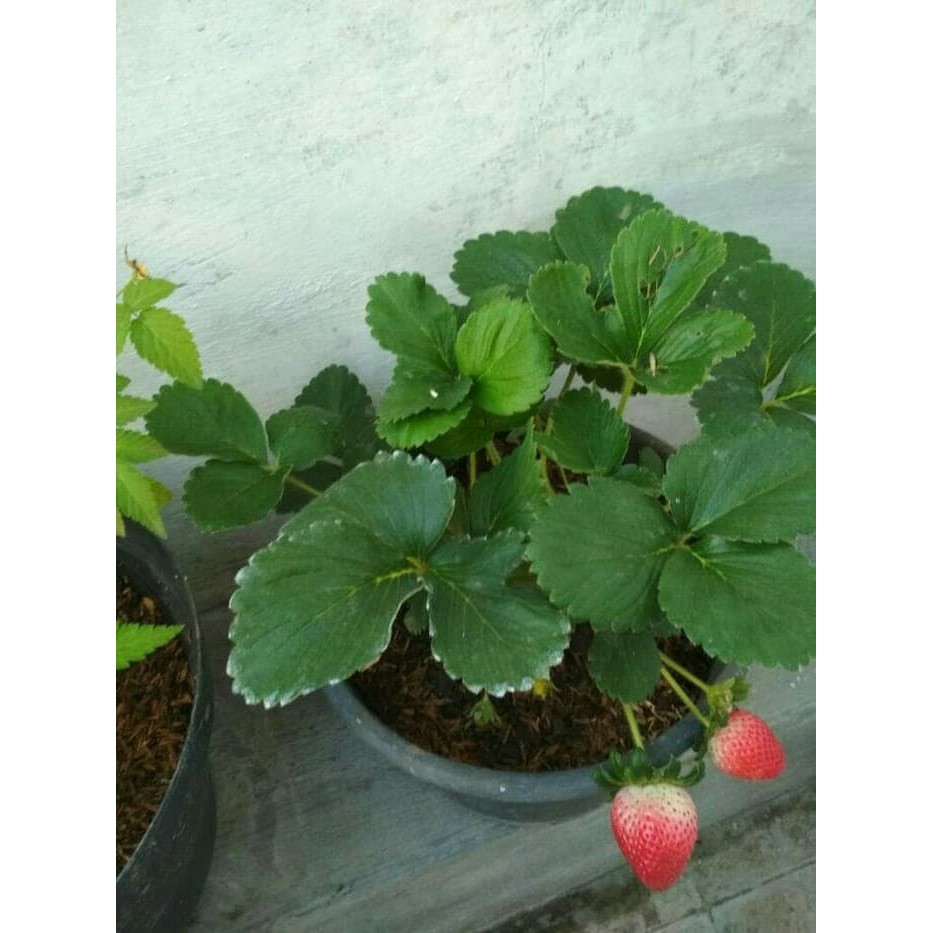 bibit strawberry jumbo