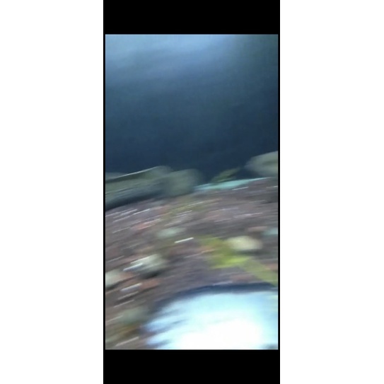 Stewarti Pair Proven size 30 cm fulldot