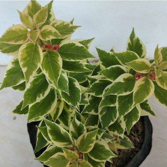 Tanaman Hias Bogenvil