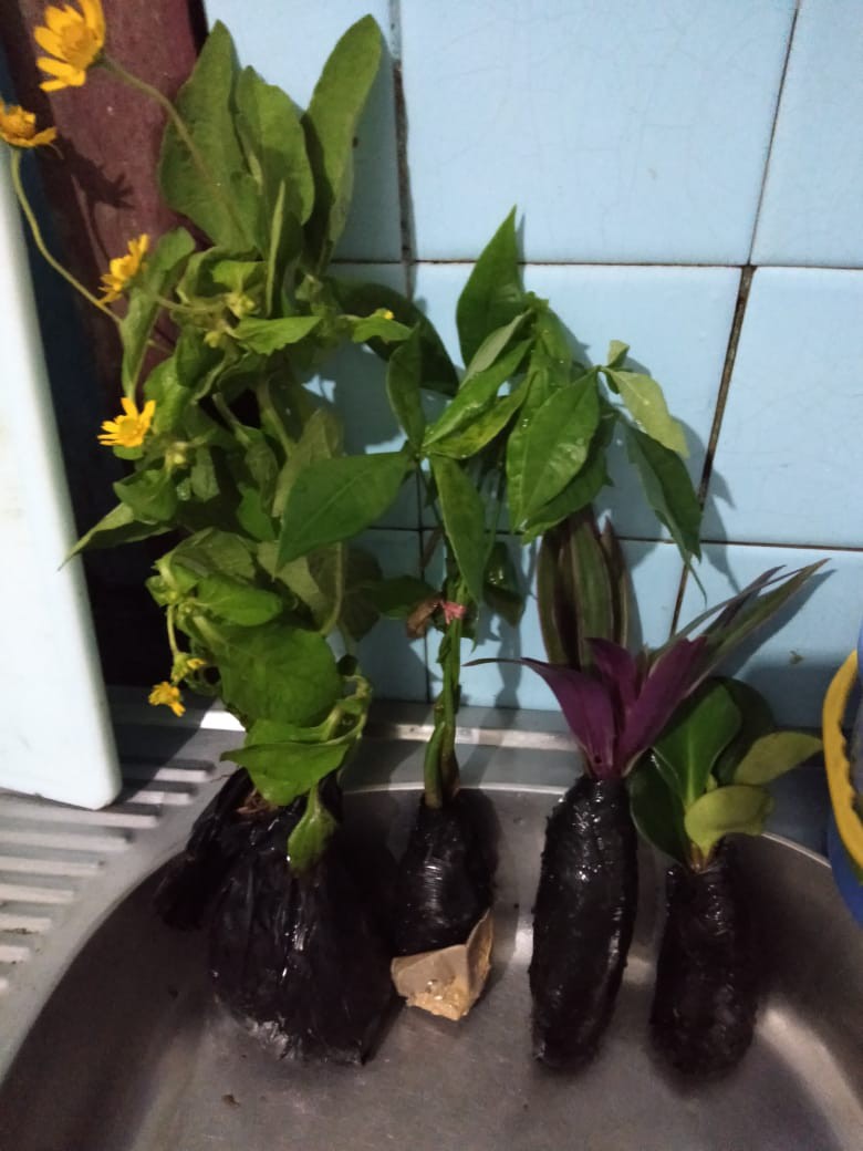 Murah Tanaman Hias Indoor Paperomia Hijau - Jade