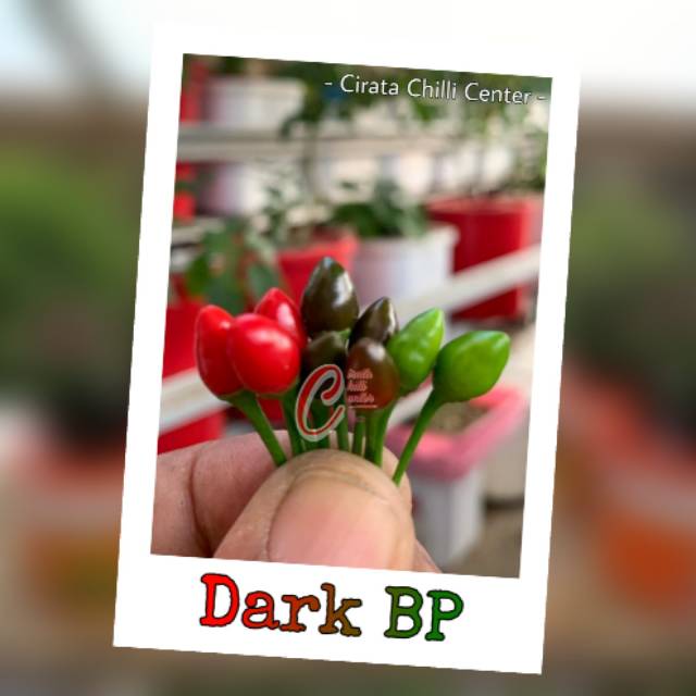 

Biji / Buah DARK BP