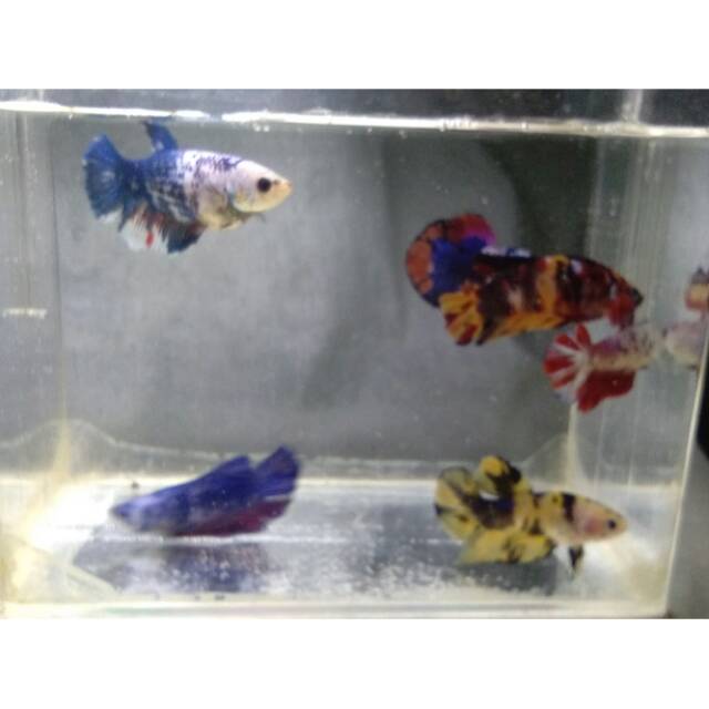 Ikan cupang sepasang siap breed