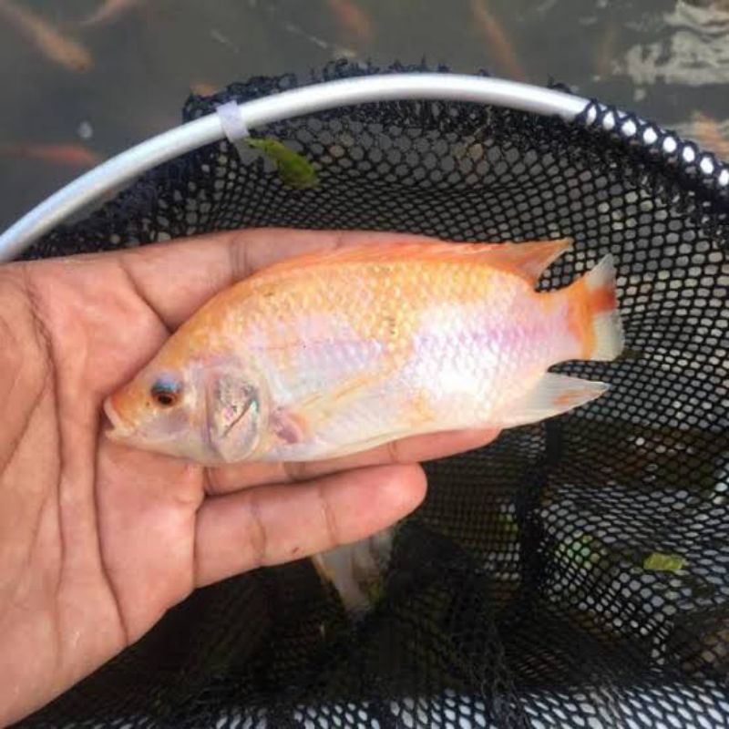 ikan nila 2jari