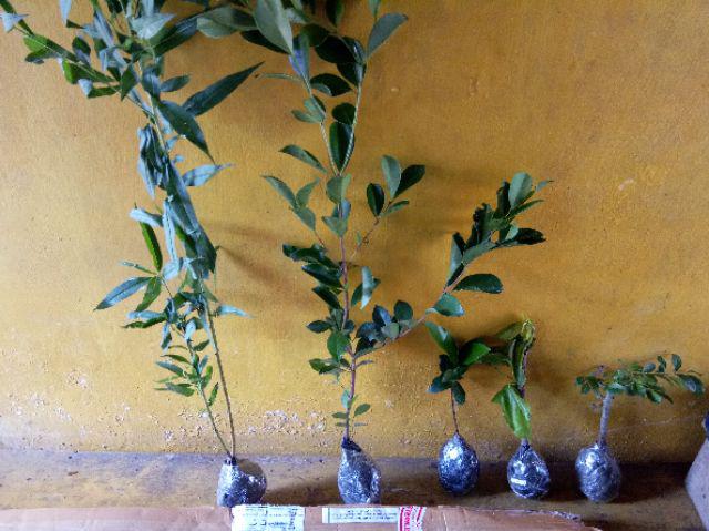 Bibit Long Murbei Super Manis