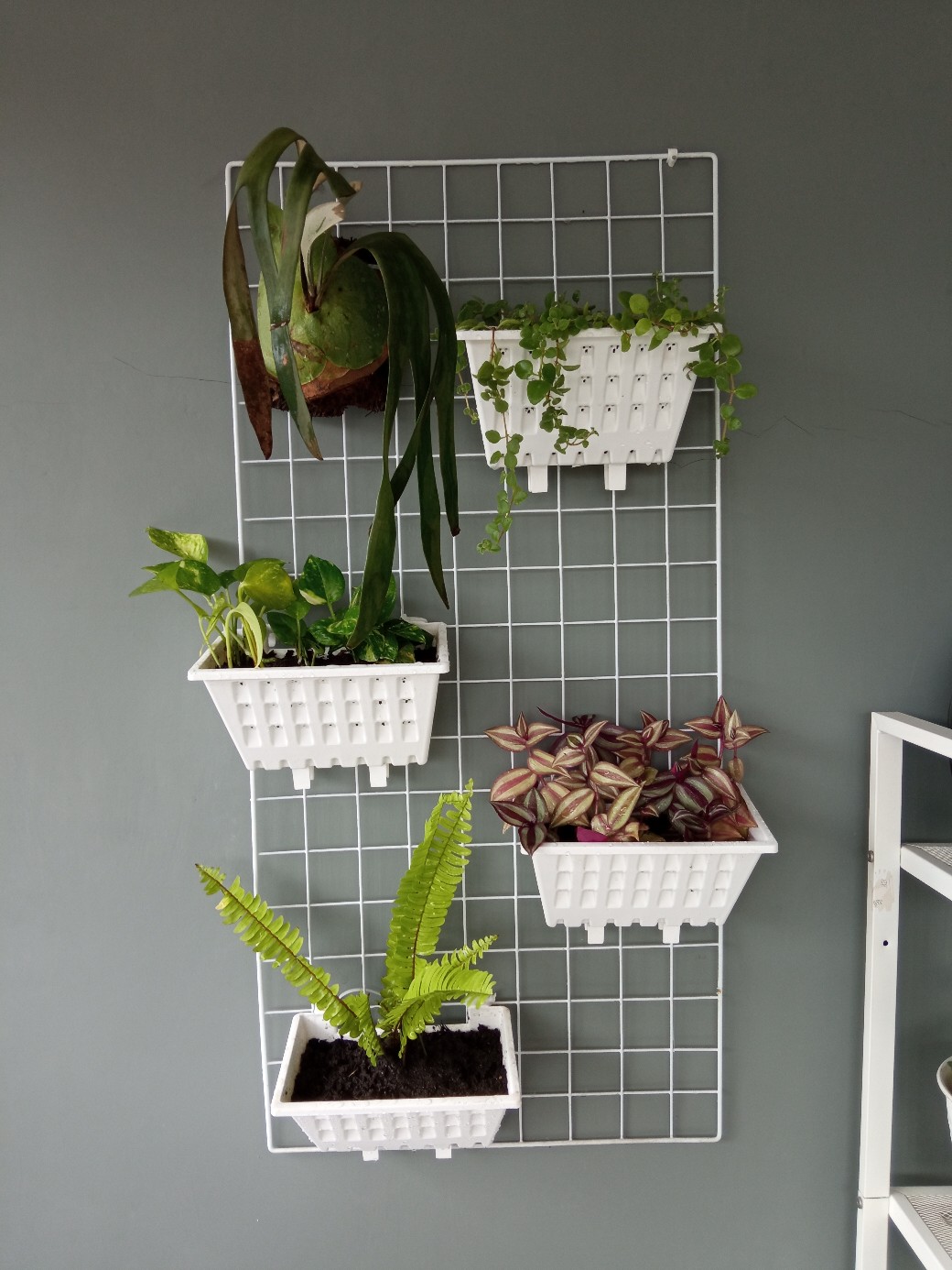 Tanaman Hias Pakis Kelabang-pakis Kelabang