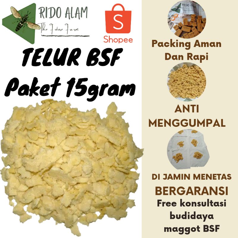 Telur lalat bsf per 15gram Telur maggot bsf berkwalitas termurah