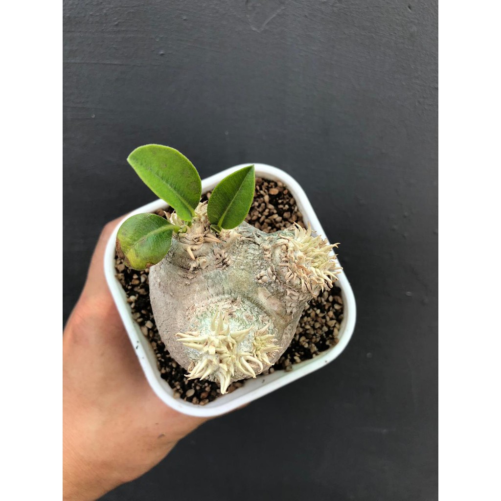 Tanaman Hias Unik Kaktus Pachypodium Gracilius