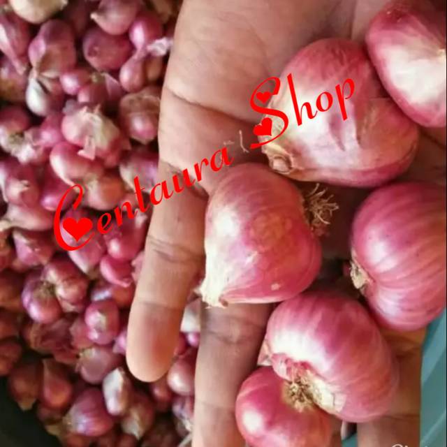

Bawang Merah Probolinggo Kwalitas Super Unggul 500gr