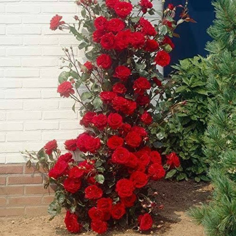 benih BUNGA MAWAR RAMBAT MERAH Red climbing rose isi 2 biji