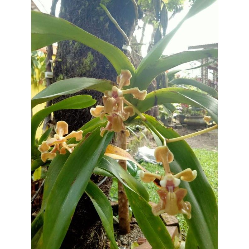 Anggrek vanda helvola