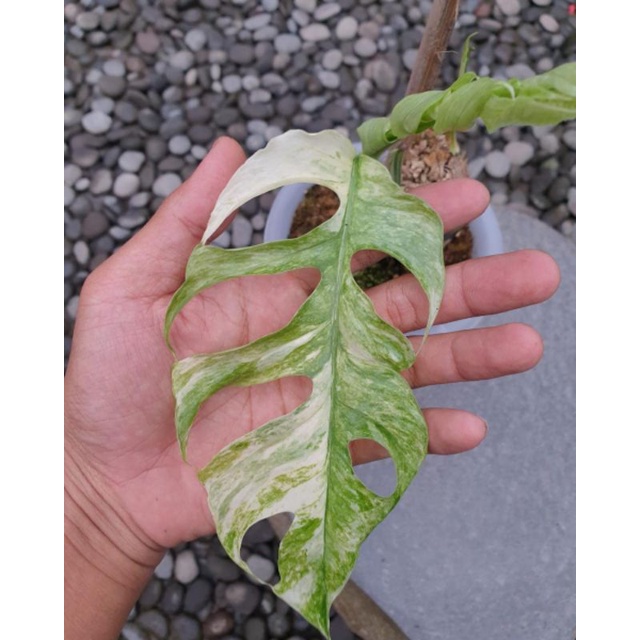 Epipprenum sp borneo