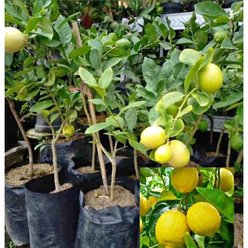 Bibit Unggul Tanaman Jeruk Lemon/Bibit Jeruk Lemon/HASIL OKULASI/
