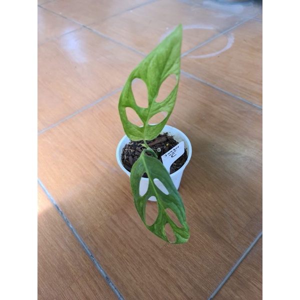 janda bolong varigata