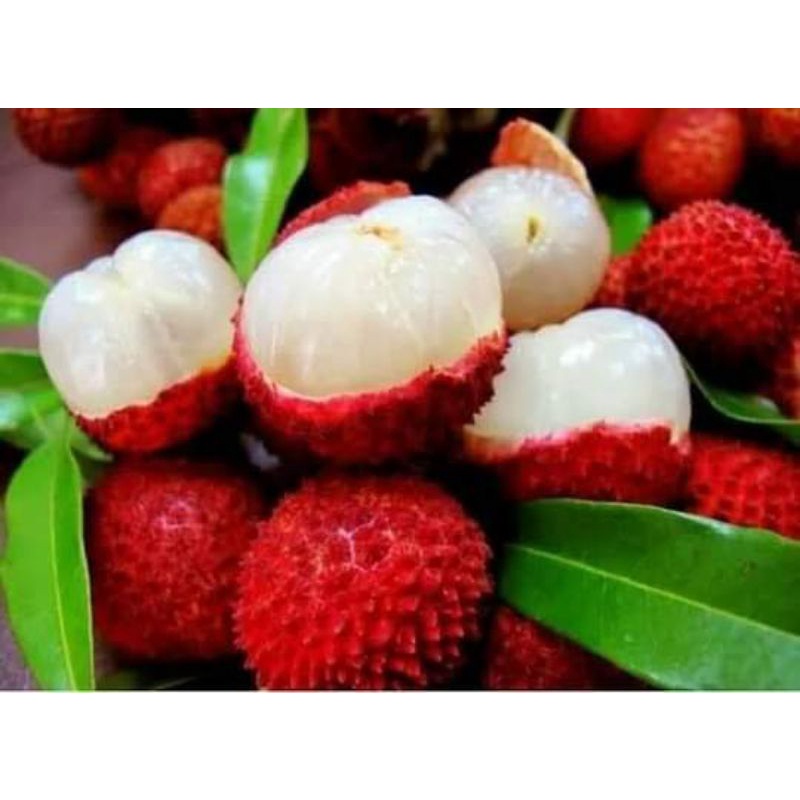 BIBIT BUAH LECI MERAH SUPER