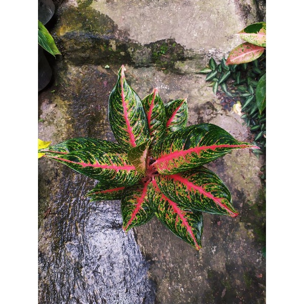 aglonema hot lady indukan real pict / foto asli