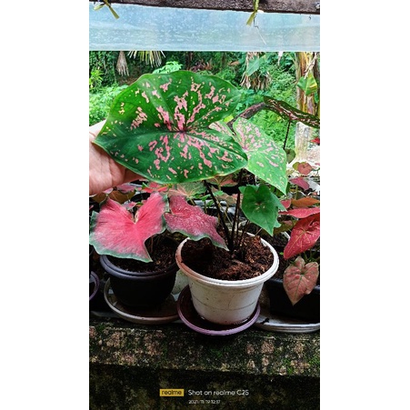 keladi induk pink cloud sesuai foto umbi utuh