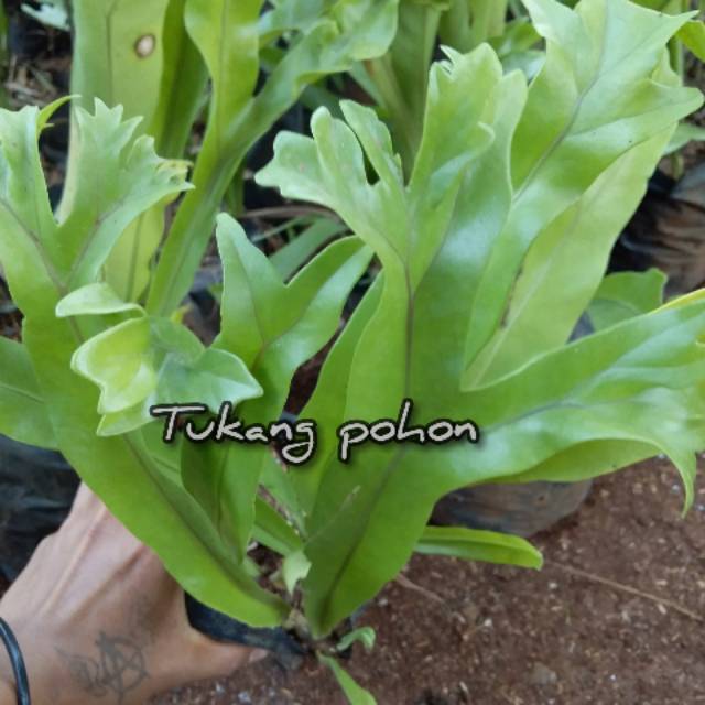 Kadaka tantuk rusa tanah/tanduk rusa tanah