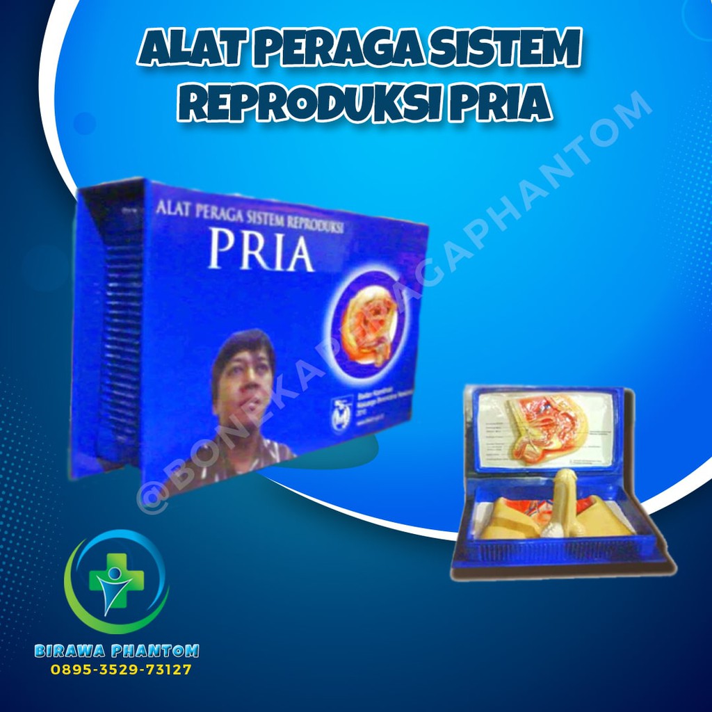 ⭐⭐⭐⭐⭐ BONEKA MANEKIN PHANTOM ALAT PERAGA SISTEM REPRODUKSI PRIA PRP-001