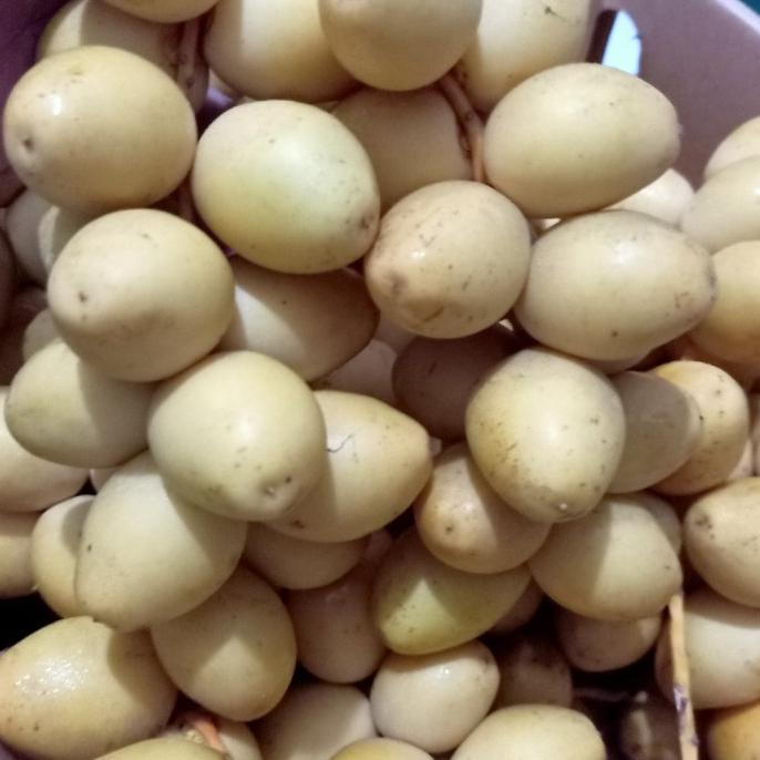 

PROMO 500 gr kurma muda barhie hijau/KURMA 1KG/KURMA BARARI/KURMA RUTHOB/KURMA BAM/KURMA PALM FRUIT/KURMA TANGKAI/KURMA AZWA/KURMA SUKKARI/KURMA SAFAWI/KURMA TUNISIA/KURMA MUDA KUNING/KURMA MUDA HIJAU/KURMA MEDJOL/KURMA MADINAH SUPER