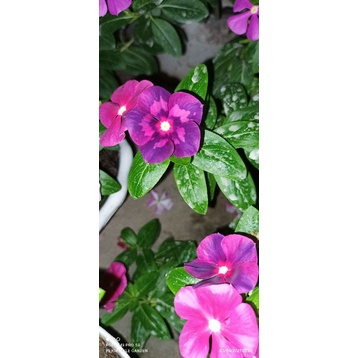 BENIH FRESH BUNGA CANTIK VINCA JUNTAI/GANTUNG PURPLE PINK